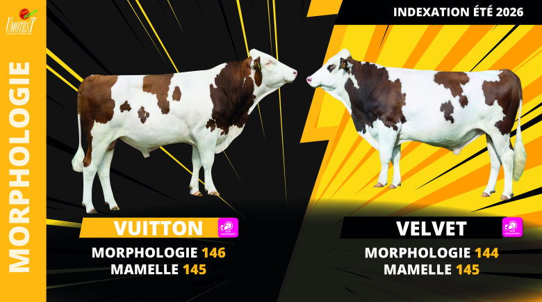 Morphologie