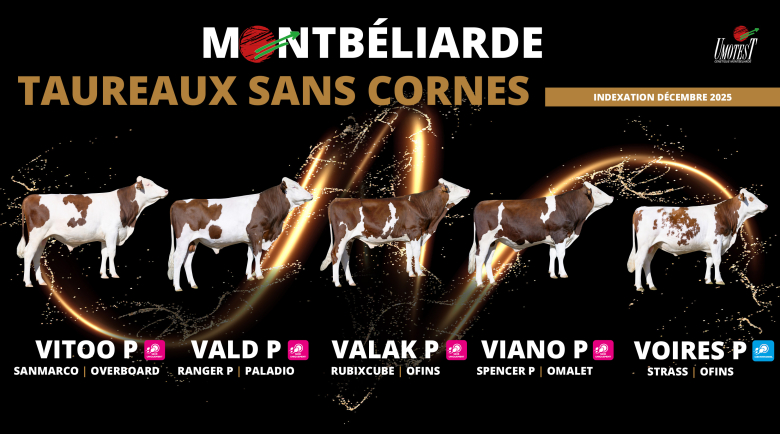 Sans cornes décembre 2025