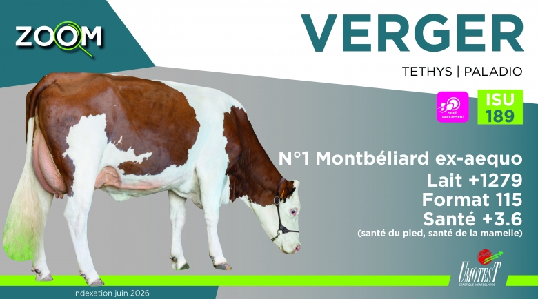 VERGER