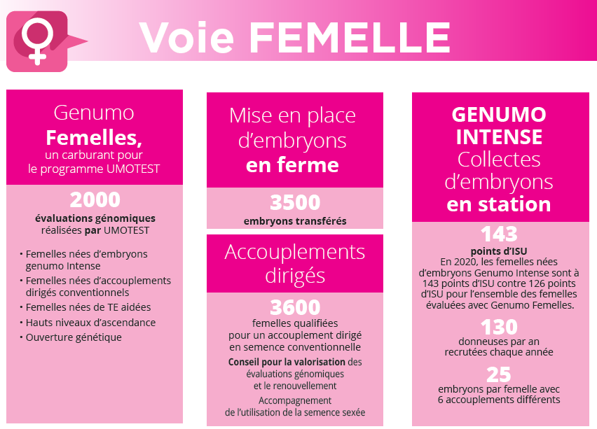 schéma pour la sélection de la voie femelle Montbéliarde par Umotest 