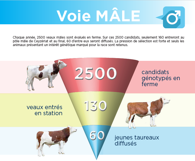 schéma pour la sélection de la voie mâle Montbéliarde par Umotest 