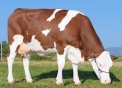 VEOLIEN