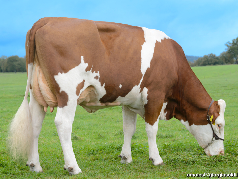 UNDESPLAIN UNDESPLAIN