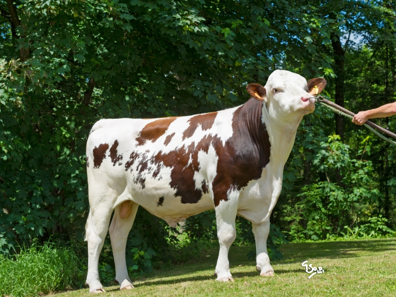 FAUCIGNY