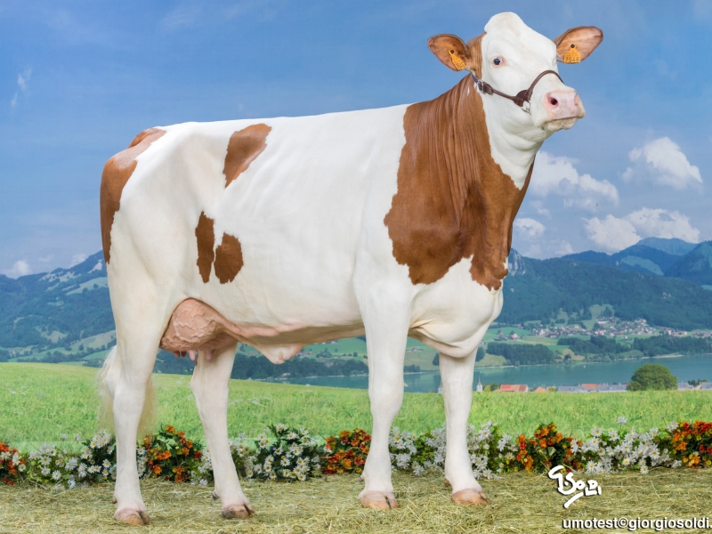 NANTASIO NANTASIO